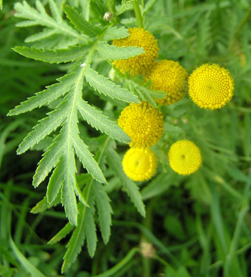 Gemeiner Rainfarn, Tanacetum vulgare